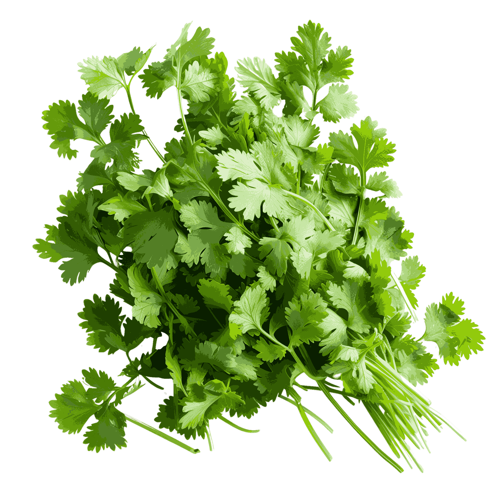 Coriander Leaves