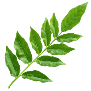 Curry Leaves (Curry Patta)