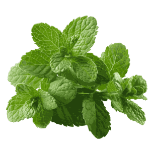 Mint (Pudina)